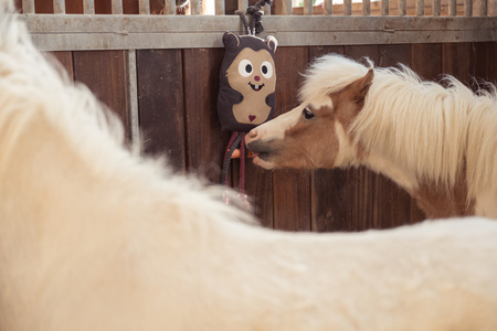 Zabawka dla konia Heritage