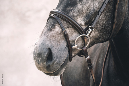 Ogłowie Schockemöhle Bremen brązowe