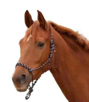 Kantar Waldhausen sznurkowy niebiesko-srebrny