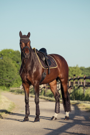 Ochraniacze Eskadron Mesh Heritage ciemny brązowy