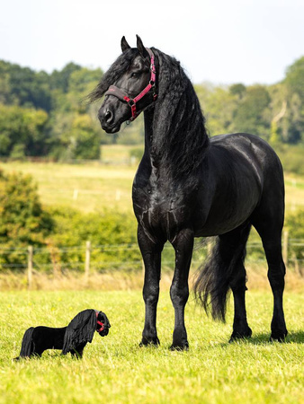 Toy Pony LeMieux Spike