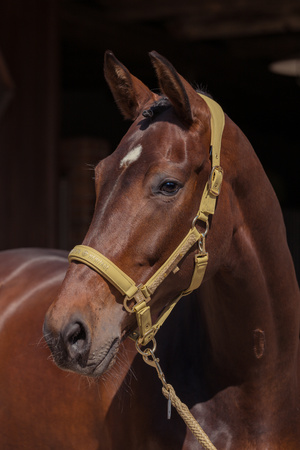 Kantar Eskadron Faux Leather Heritage kardamon