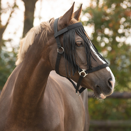 Frędzle QHP na kantar czarne